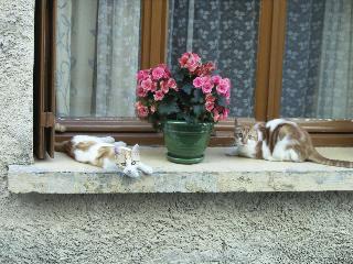 French Kitties
